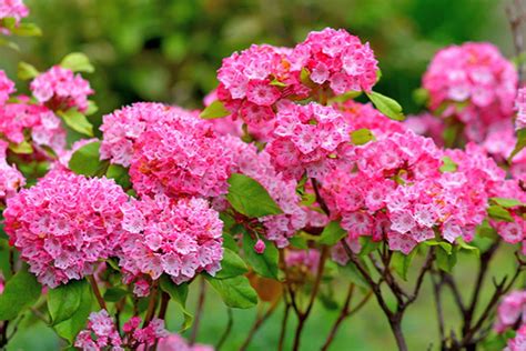 Pink Charm Mountain Laurel, Kalmia latifolia 'Pink Charm', Monrovia Plant