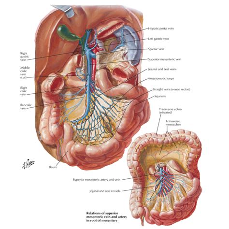 Mesentery Anatomy - Anatomy Book