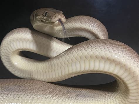 Juvenile Male Olive Python - Reptile Sales Oz