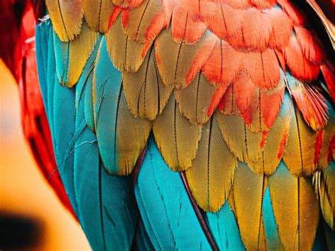 Desktop Wallpaper Colorful feathers, parrot, birds, close up , hd image, picture, backgrounds ...