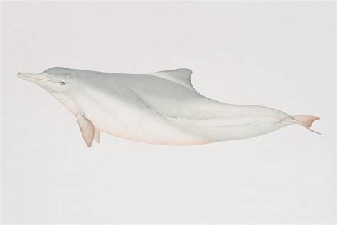 Sousa Chinensis, Indo-pacific Humpback Dolphin, Side View Photograph by ...