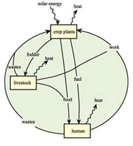 Agroecosystem - Banglapedia