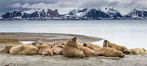 Male Walrus Colony Photograph by Peter Orr Photography - Fine Art America