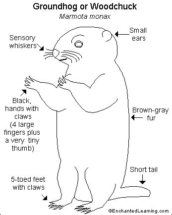 Groundhog/Woodchuck Printout- EnchantedLearning.com