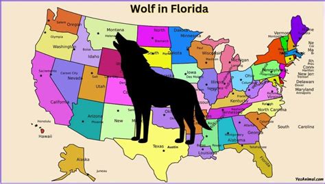 Wolf In Florida: What Wolves Live In Florida?