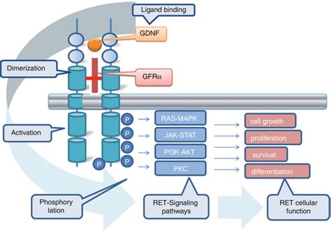 Molecular Genetics of MEN2-Related Neuroendocrine Tumours | Oncohema Key