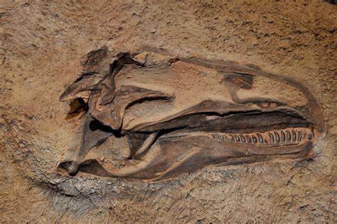 This dinosaur may have been a cannibal, gnarly bite marks reveal