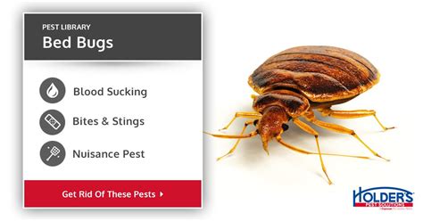 Bed Bugs - Types, Facts, and How to Identify | Bed Bug Treatment | Holder's Pest Solutions