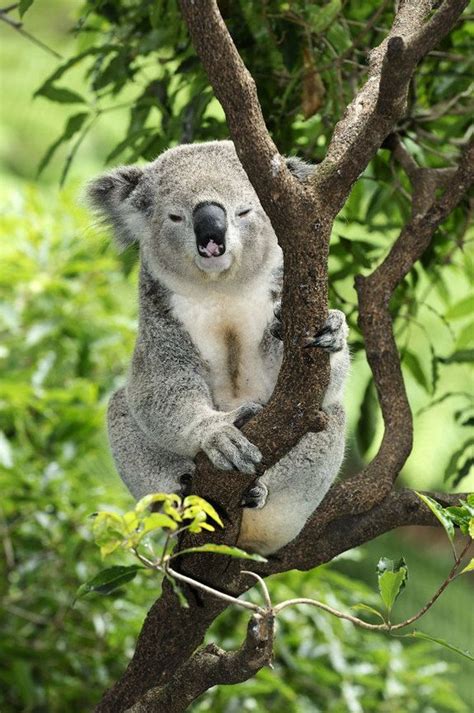 Koalas: Facts About Iconic Marsupials | Koala, Koalas, Wild animals pictures