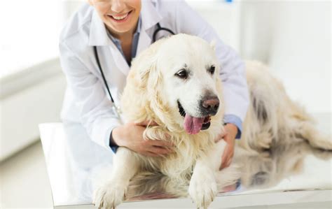 Can You Get a Pet Prescription from a Vet Online? | Graphictutorials