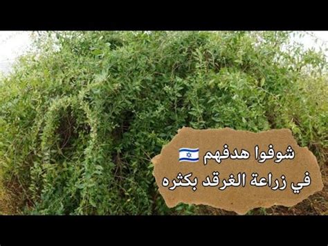 هدفهم في زراعة شجر الغرقد بكثره في فلسطين مش للزينة لاااا دا لصالحهم 🌿 ...