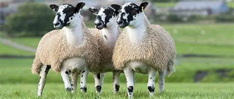 Welsh Sheep | Welsh Sheep Dogs | Welsh for Sheep - FelinFach