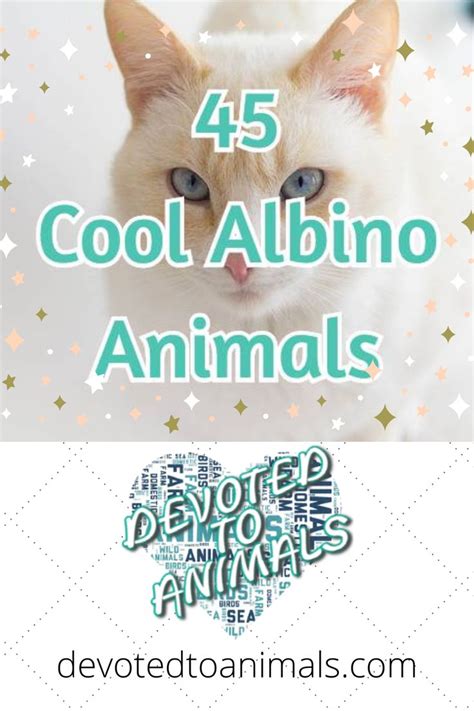 45 Cool Albino Animals | Albino animals, Albino, Dolphin facts