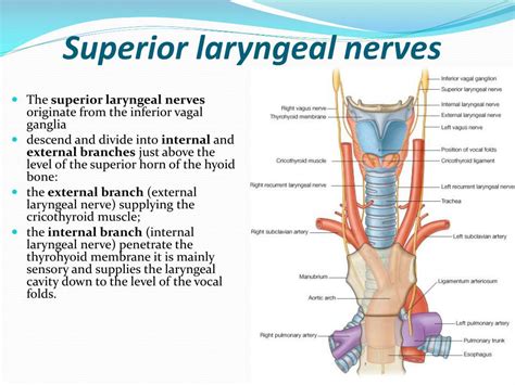 PPT - L arynx PowerPoint Presentation, free download - ID:5370094