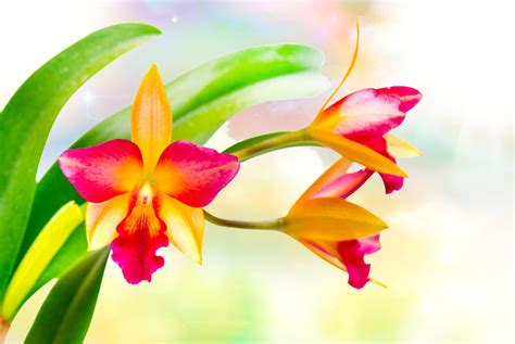 Download Flower Nature Orchid HD Wallpaper