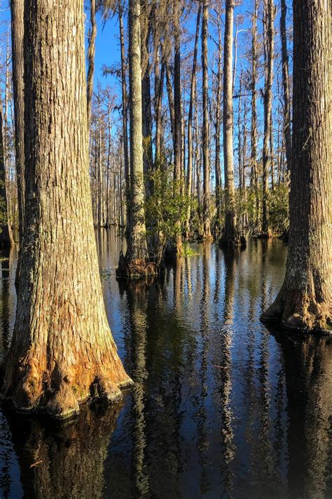 You Are Probably Missing Out on Congaree National Park in South Carolina