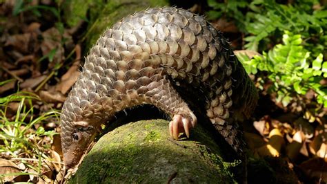 Sunda Pangolin - Night Safari