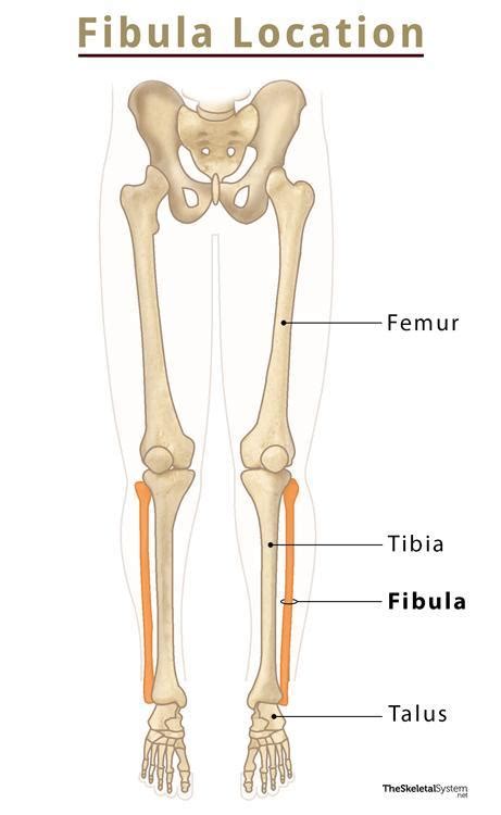 Fibula Bone Anatomy