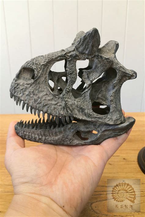 Carnotaurus Skull Skeleton Model – Lana Time Shop