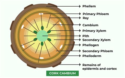 Cork Cambium - Definition, Structure, Functions, and FAQs