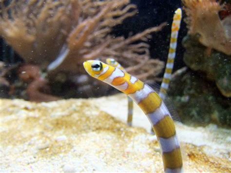 Garden eel. | Sea creatures, Marine aquarium, Marine fish