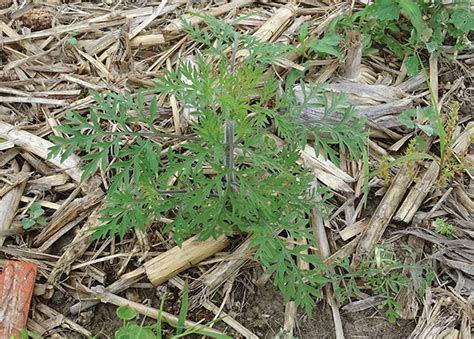 Controlling a resistant beast - Top Crop ManagerTop Crop Manager