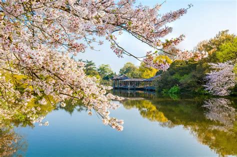 Cherry Blossoms Over the Lake in West Lake Huagang Fish Watching Park, Hangzhou, China Editorial ...