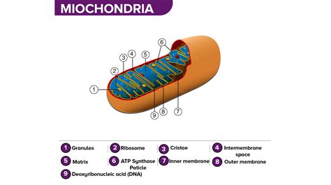 Do Mitochondria have a double membrane?