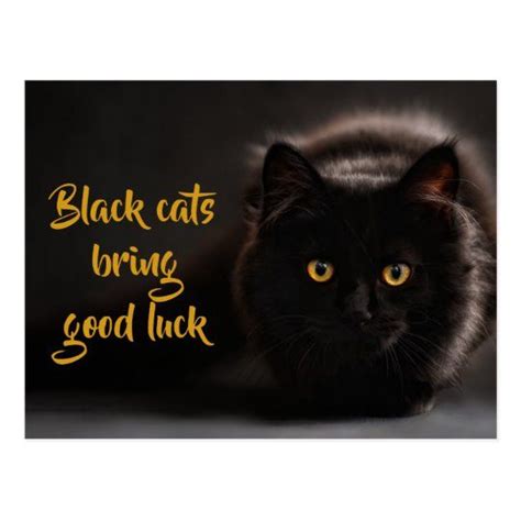 Black Cats Bring Good Luck/ Personalized Postcard | Zazzle.com in 2021 ...