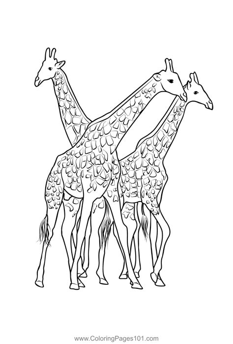South African Giraffes, Fighting Coloring Page for Kids - Free South Africa Printable Coloring ...