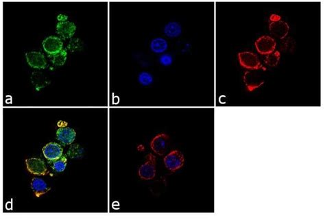 CD3 Monoclonal Antibody (OKT3), Invitrogen 100 μg; Unconjugated ...