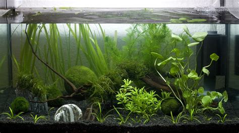 Aquarium filter 101 | Types of filters | Aquariadise