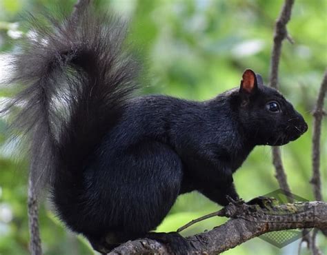 Where Do Black Squirrels Originate From? - Squirrelcontrol.ca