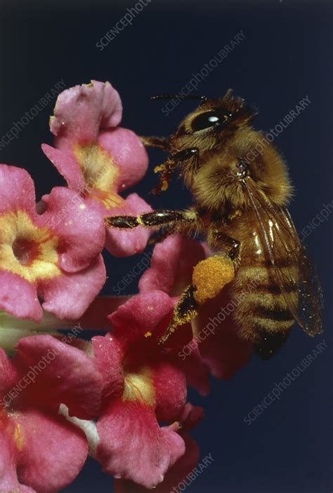 Bee pollination - Stock Image - B786/0626 - Science Photo Library