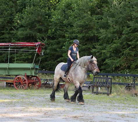 The Brabant horse, the power of this beautiful animal is truly astounding. : r/Horses