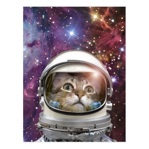 Cat astronaut - crazy cat - cat postcard | Zazzle.com | Astronaut cat, Crazy cats, Space cat