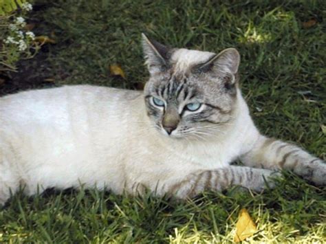 SIAMESE THAI TABBY POINT - Wroc?awski Informator Internetowy - Wroc?aw ...