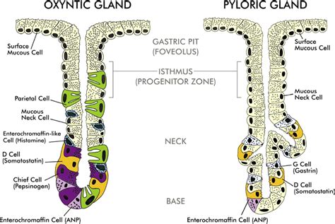 Control of Gastric Acid Secretion in Health and Disease - Gastroenterology