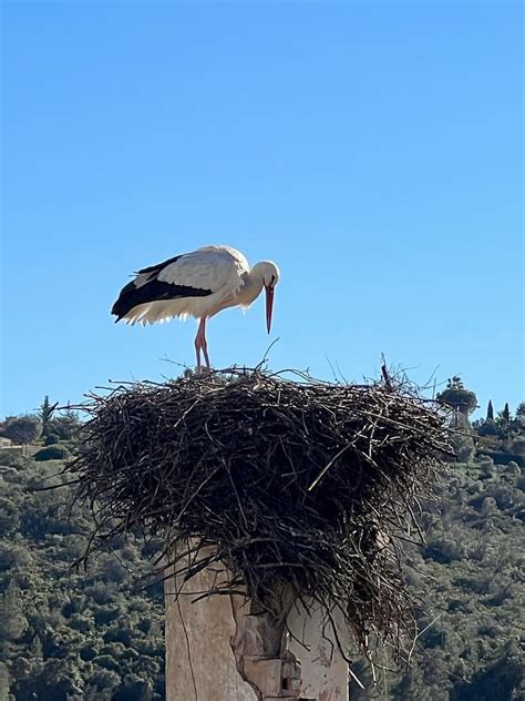 Heron nesting Photograph by Paul Carpenter - Fine Art America