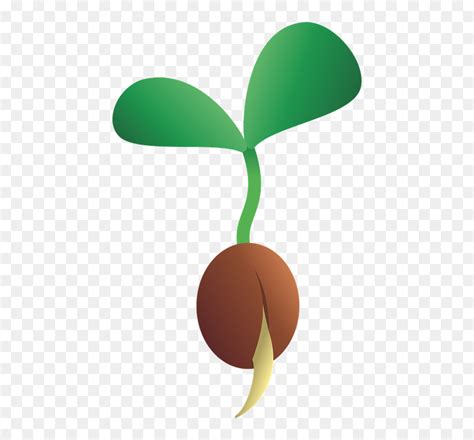 Thumb Image - Clipart Seeds Cartoon, HD Png Download - vhv