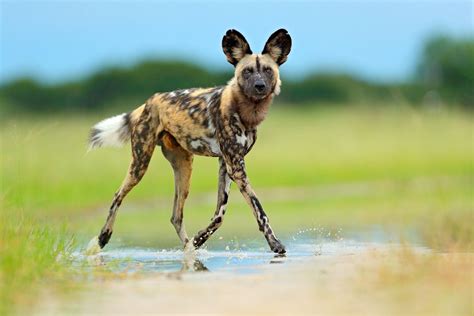 a wild dog is running through the water