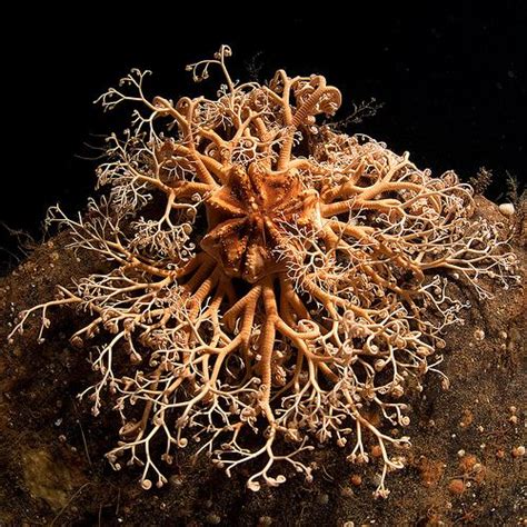 Basket star | Underwater world, Water life, Underwater creatures