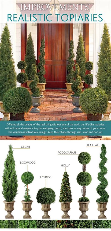 Topiary Guide - 6 Tips to Selecting the Right Topiary from Improvements ...