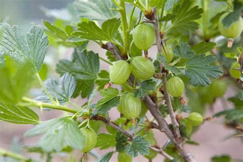 How To Grow Your Own Gooseberries - BBC Gardeners World Magazine