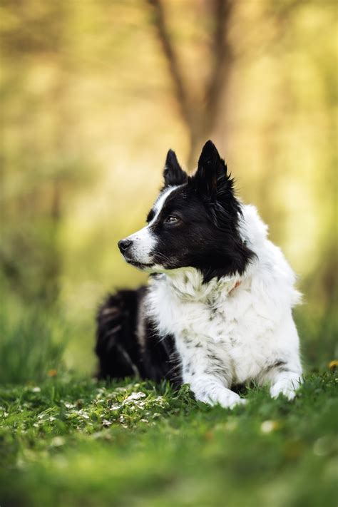 Dog Portrait Mini Sessions @ Branchwater, Branchwater Border Collies & Training Center, Hunt ...