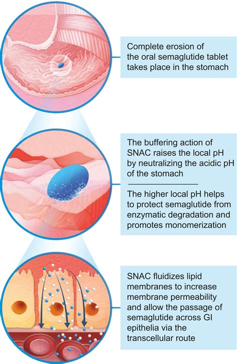 Semaglutide Mechanism Of Action