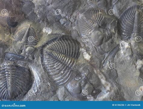 Crustacean Fossil Royalty-Free Stock Photo | CartoonDealer.com #9697977