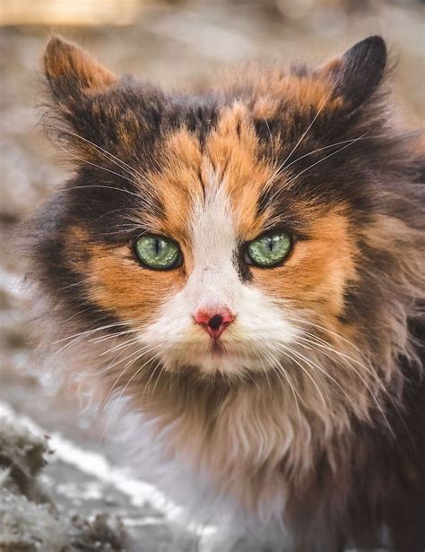 Dignified Stray Cat Photos Celebrate Their Unique Beauty