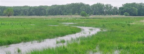 What Is a Wetland? — The Wetlands Initiative