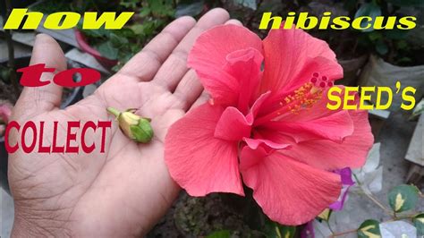 Hibiscus Flower Seeds For Sale - Eveliza Tumisma